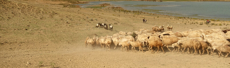 a flock of sheep in turkey in summer, sheep and goats in the field, a flock of sheep going to drink water,
