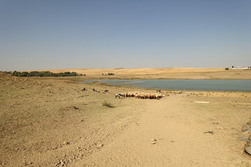 a flock of sheep in turkey in summer, sheep and goats in the field, a flock of sheep intertwined due to the air temperature,