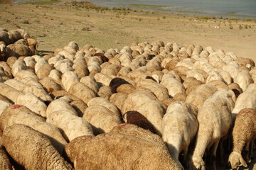 the flock of sheep, overwhelmed by the heat, came close to each other, flock of sheep taken to drink water,