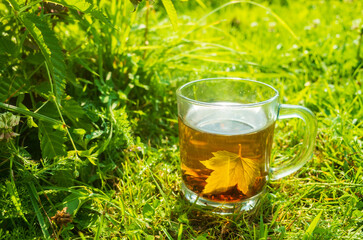 Transparent mug with fresh hot black tea. Beautiful green background of nature in the early morning with the rays of the warm sun. Invigorating drink