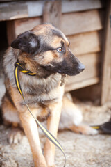 Sad dog on a leash sits next to the booth