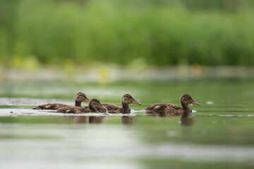 Kaczka Krzyzowka Anas platyrhynchos © Robert