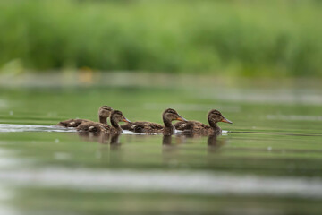 Kaczka Krzyzowka Anas platyrhynchos © Robert