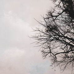 silhouette of tree at fall season with cloudy sky