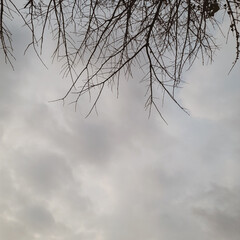 Fototapeta na wymiar Silhouette trees in the snow with cloudy sky