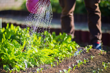 Watering vegetable plants on a plantation in the summer heat. Drops of water irrigate crops....