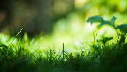 Panoramic background with closeup of forest green plants and grass. Beautiful natural landscape with a blurred background and copyspace