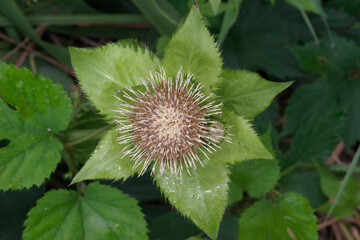 Capitule fleuri du  Cirse maraîcher ou  Cirse faux-épinard( Cirsium oleraceum) 