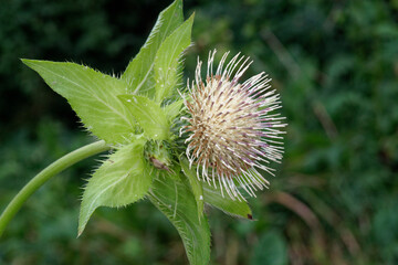 Capitule fleuri du  Cirse maraîcher ou  Cirse faux-épinard( Cirsium oleraceum) 