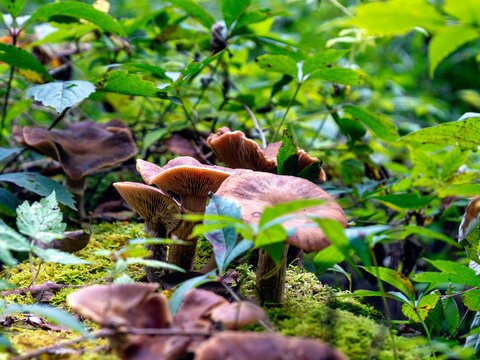 Close up photograph on Milkcap Mushrooms, Lactarius Rufus, on the forest floor in Vermont 