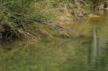 source du rio Mascun, Rodellar, Espagne