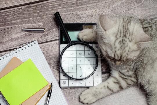 A small gray cat lies on a table next to office supplies, a notebook, a pen, a calculator,