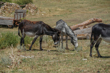 Mulas, asnos y burros pastando en el campo o dehrsa