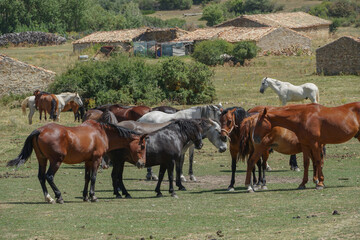 Plakat Manada de caballos , marrones, blancos, negros y grises en una dehesa en Teruel.