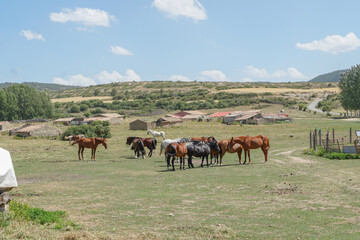 Manada de caballos , marrones, blancos, negros y grises en una dehesa en Teruel.