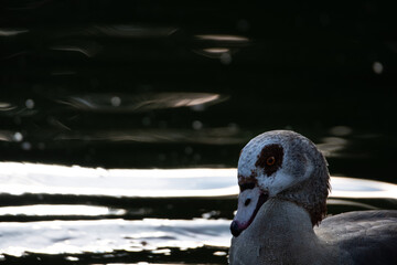 Entspannter Vogel 11