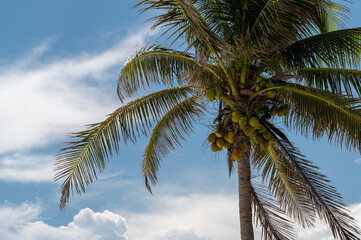 Fototapeta premium Looking up at tropical palm tree with coconuts with blue skies and clouds in the background