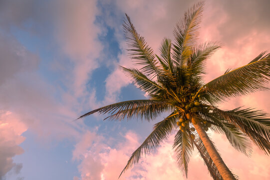 Colorful sunrise sunset misty view looking up at tropical exotic palm tree with coconuts