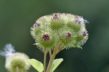 kletten