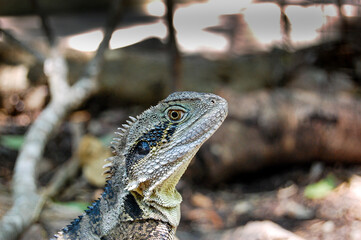 A profile close-up of a bearded dragon lizard in eastern Australia