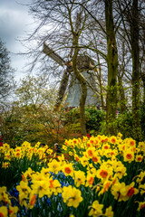 Tulip garden in The Netherlands with a large variety of colourful fresh daffodils in the spring, April