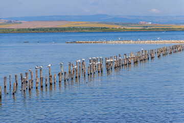 Flock of common terns (Sterna hirundo) perched on a wooden poles at Pomorie salt lake in Bulgaria