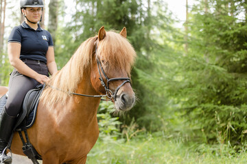 Icelandic horse with female rider on saddle. Rider wearing helmet.