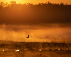 bird in the morning mist