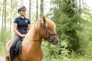 Icelandic horse with female rider on saddle. Rider wearing helmet.