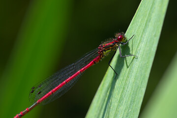Macro of damselfly Pyrrhosoma nymphula on reed leaf