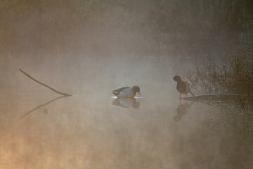 Obraz premium ducks in the fog