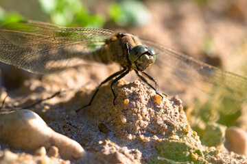 macro of dragonfly on a small mound of dirt