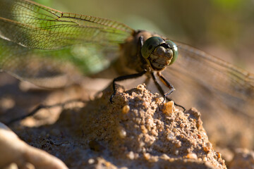 macro of dragonfly on a small mound of dirt