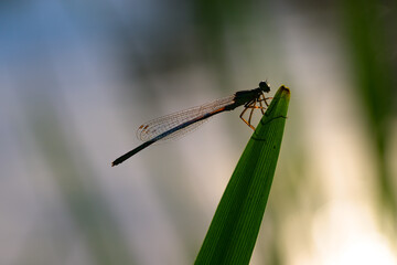 damselfly against the light on a reed branch