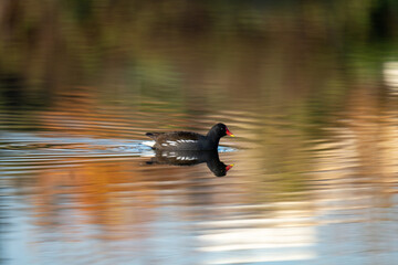 Reflection of a duck