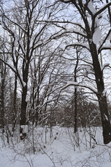 The naked forest with trees and bushes covered by snow. Winter landscape