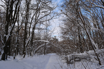 Fototapeta premium Narrow path in snow through winter forest with snow-covered trees.