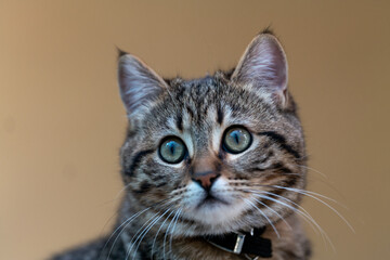 Obraz premium cat