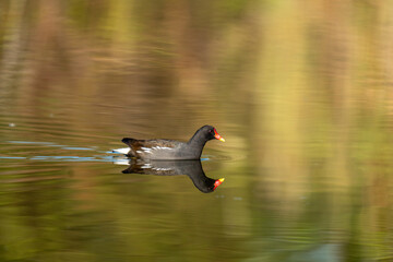 Reflection of a duck