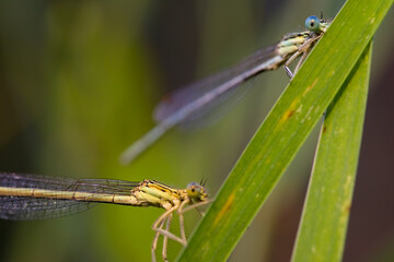 Macro of damselflies on a reed leaf