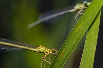 Macro of damselflies on a reed leaf