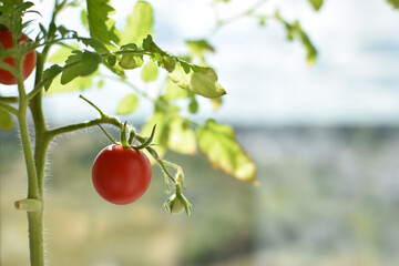 Seedlings on the windowsill with ripe tomato fruits.