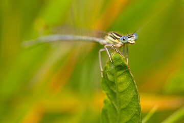 Macro of damselfish from the coenagrionidae family on a green leaf