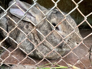 A rabbit sits in a cage. House of domestic rabbit on the farm. Raising rabbits