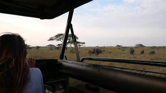 woman in a safari car seeing elephants in the savannah