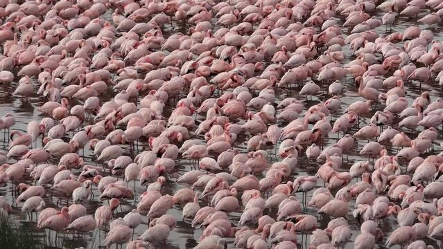 beautiful group of flamingos in the lake