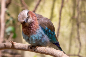 Rollier &agrave; long brins