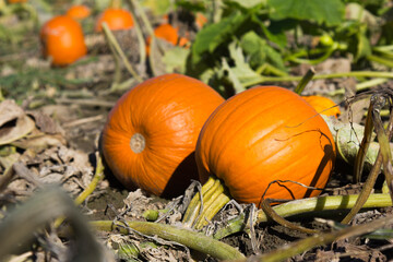 Two large pumpkins in a pumpkin patch on a sunny autumn fall day in family times.