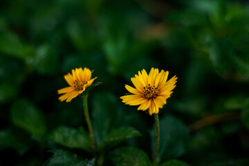 Obraz premium yellow flower