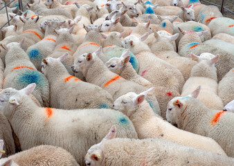 Close up of a flock of Sheep 